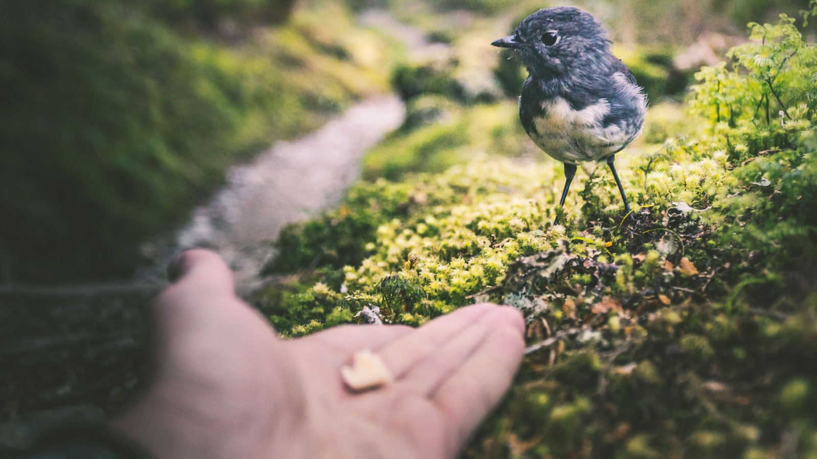 OM-Post-Fiducia-1920×1080 Fiducia