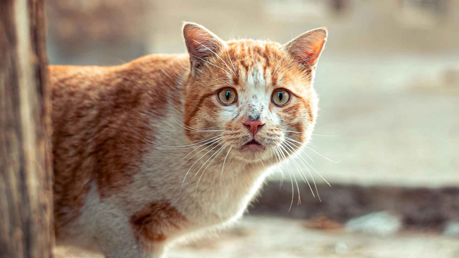 Diffidenza-AM-Post-1920×1080